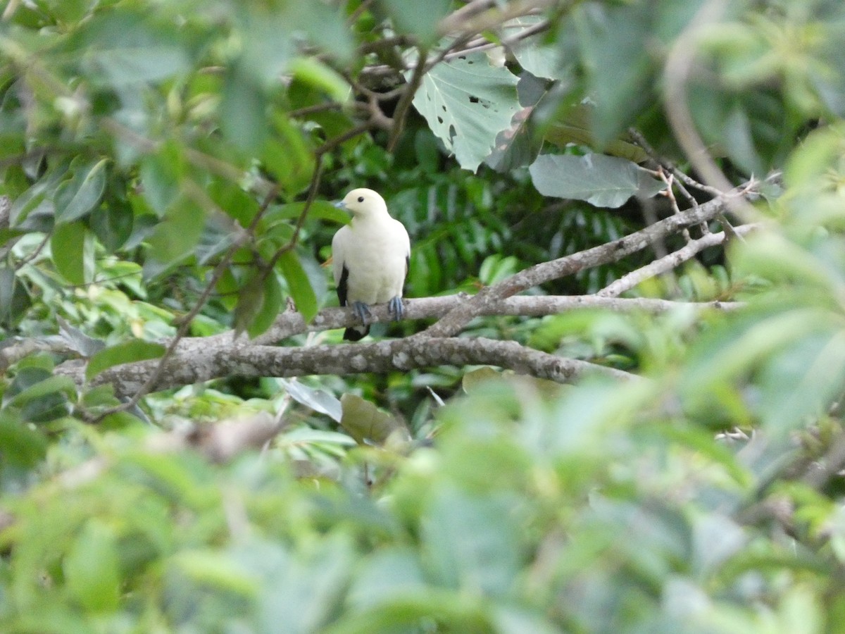 Pied Imperial-Pigeon - ML622156163