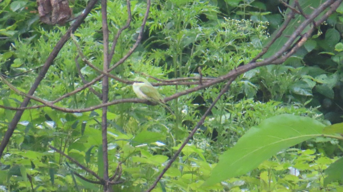 Asian Green Bee-eater - ML622156171