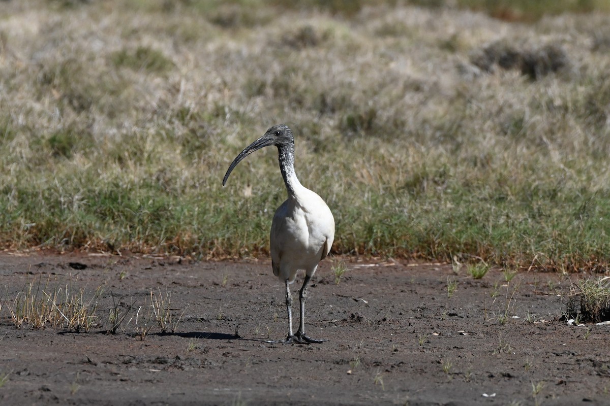 Australian Ibis - ML622156172