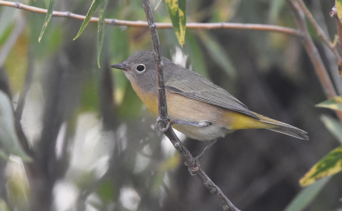 Nashville Warbler - ML622156174