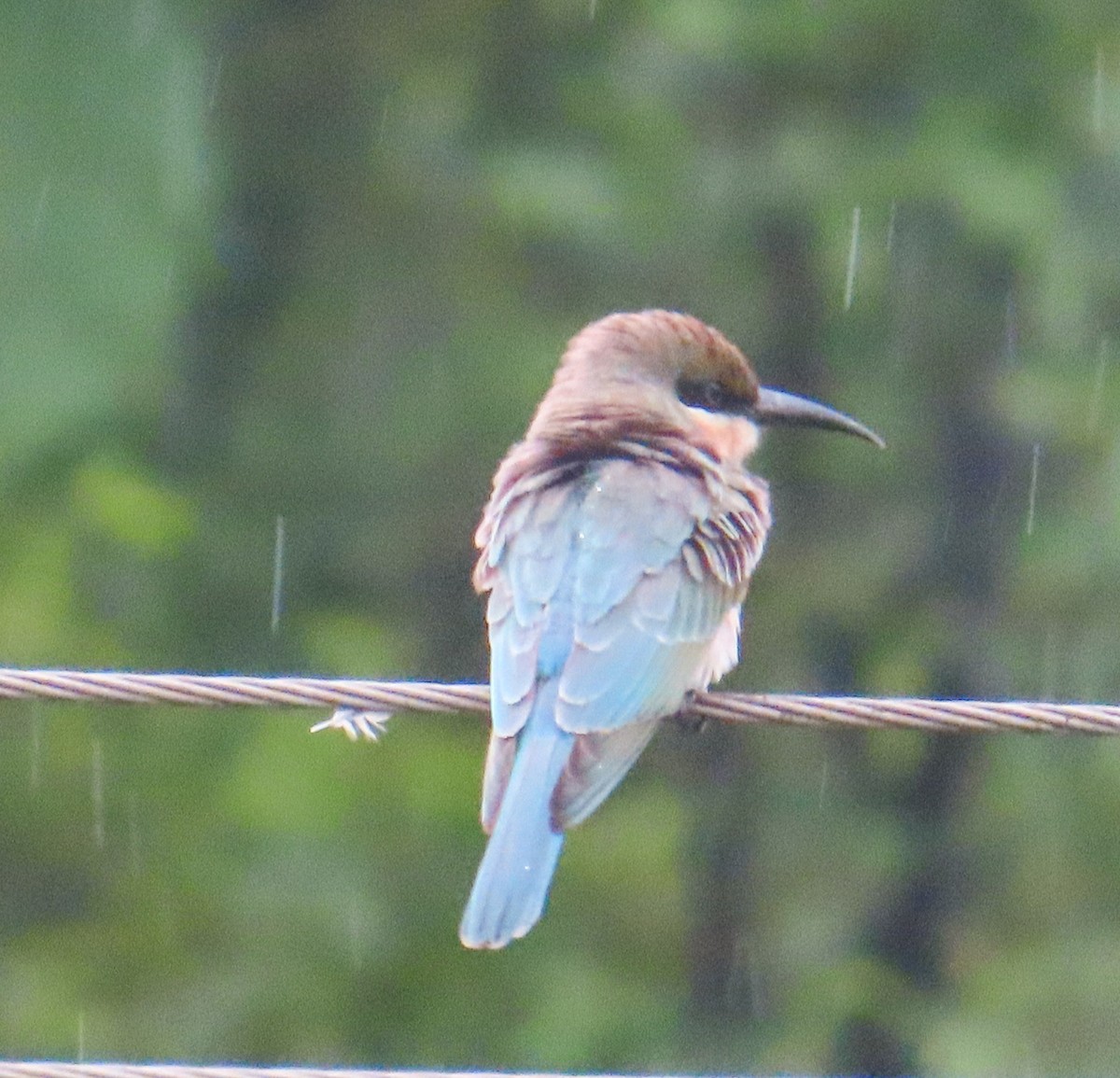 Blue-tailed Bee-eater - ML622156175