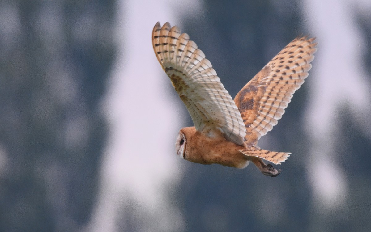 Barn Owl - Christopher Lindsey