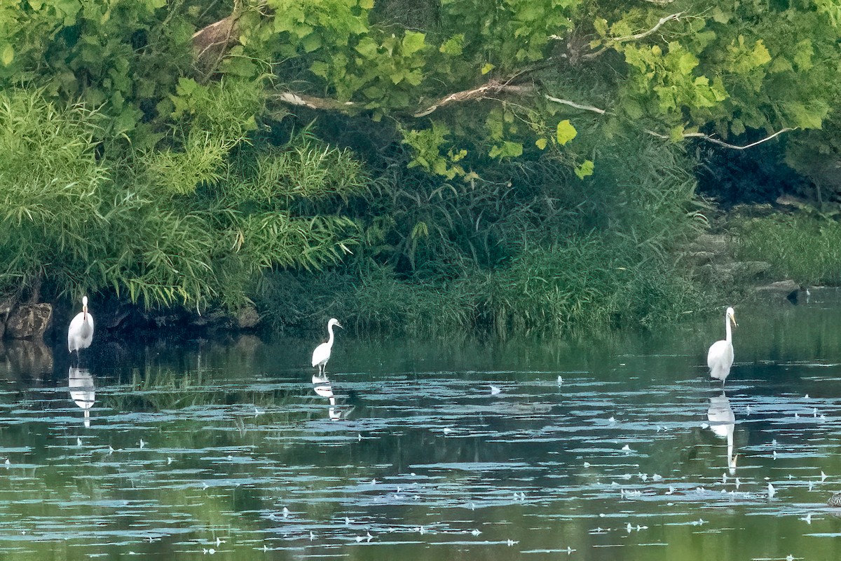 Little Blue Heron - ML622156185