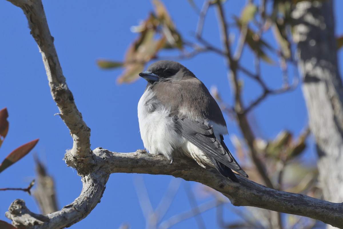 White-breasted Woodswallow - Dennis Devers