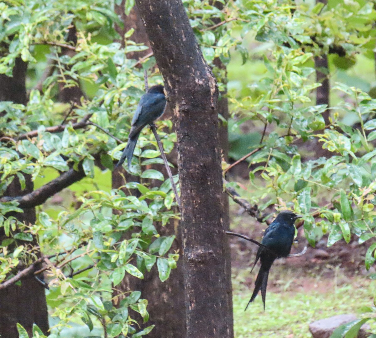 Black Drongo - ML622156188