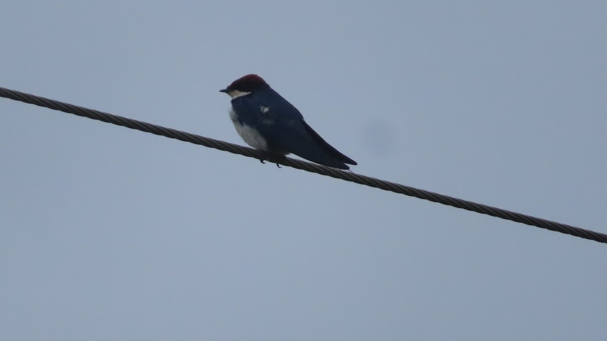 Wire-tailed Swallow - ML622156190