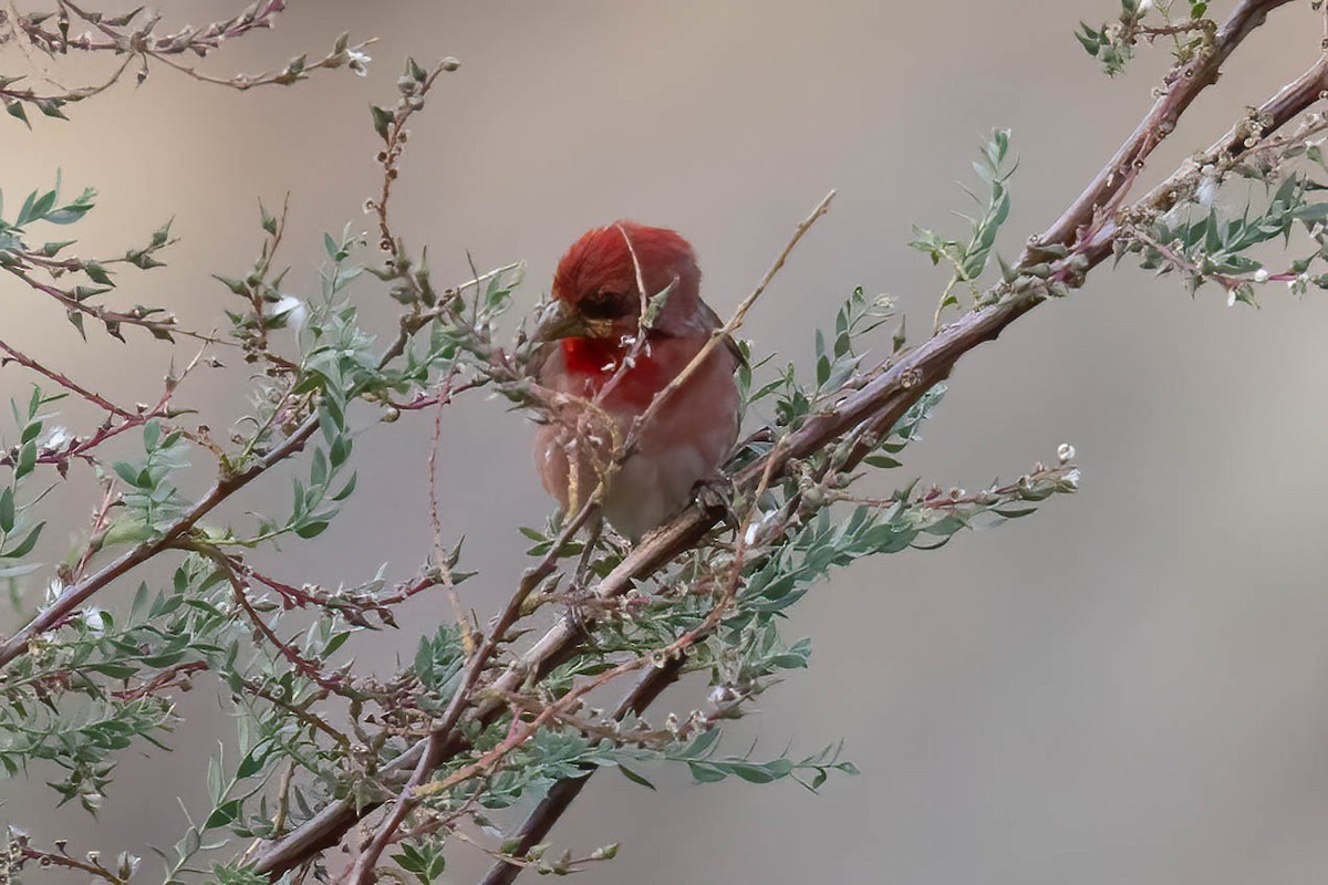 Common Rosefinch - ML622156198