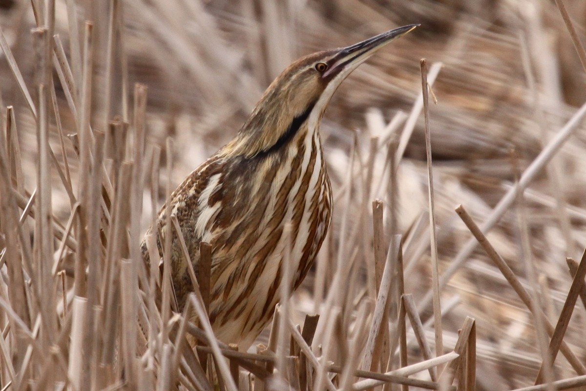 American Bittern - ML622156247