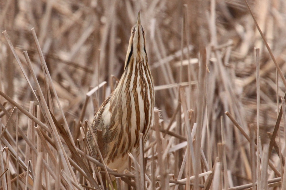 American Bittern - ML622156248