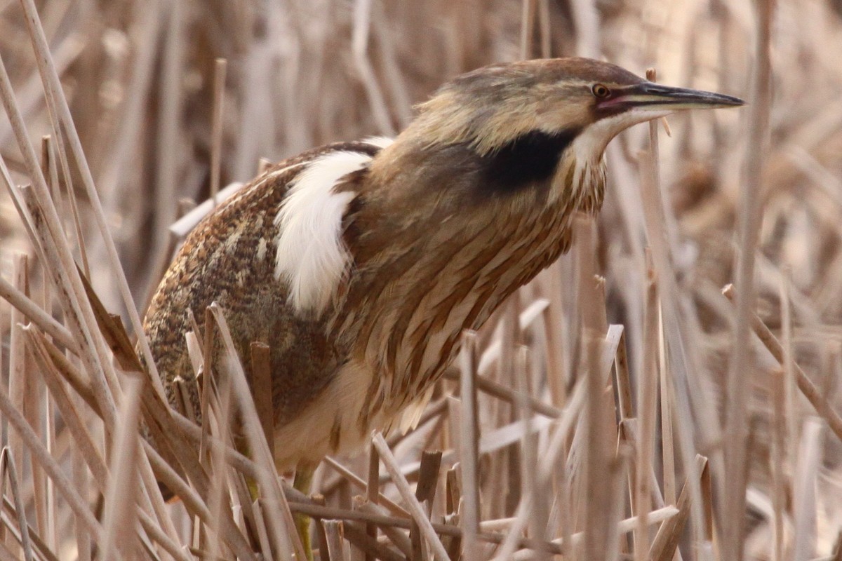 American Bittern - ML622156249