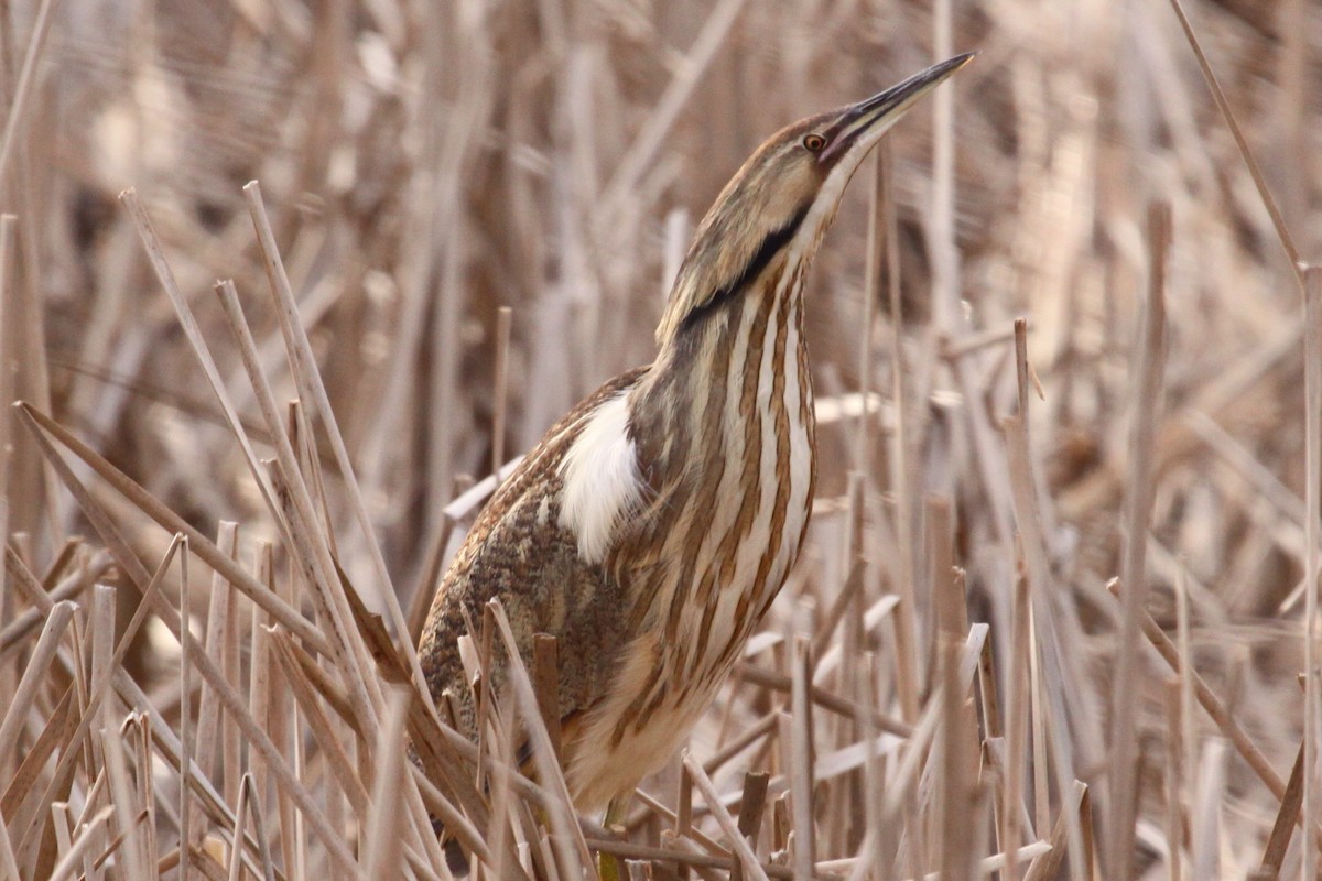 American Bittern - ML622156250