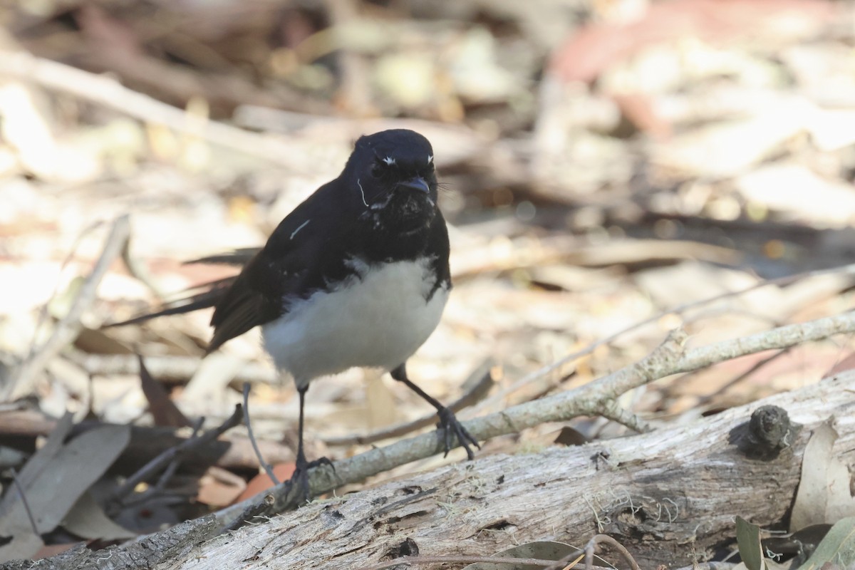 Willie-wagtail - ML622156253