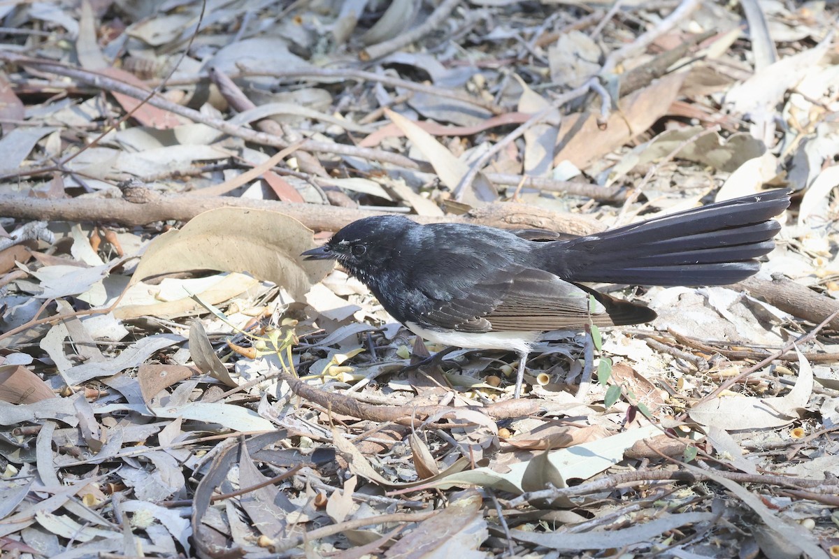 Willie-wagtail - Dennis Devers