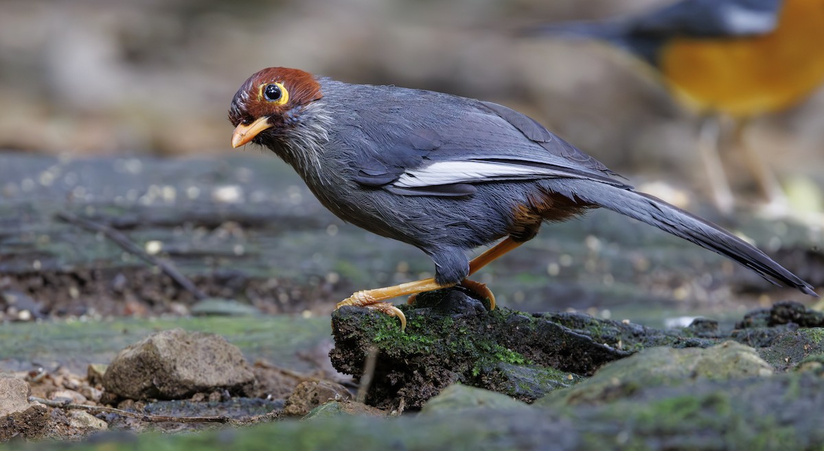 Chestnut-hooded Laughingthrush - ML622156255