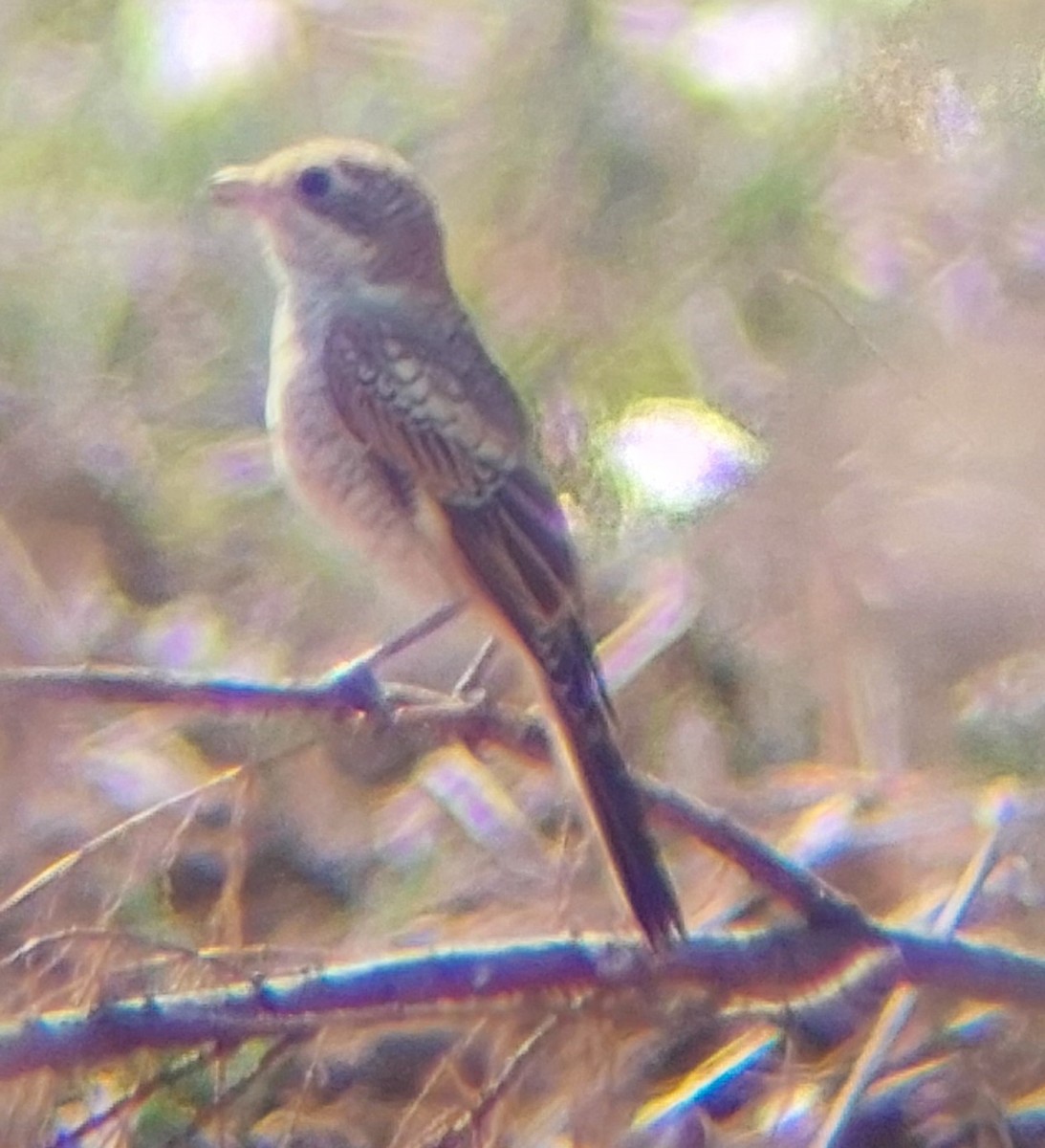 Woodchat Shrike - ML622156256