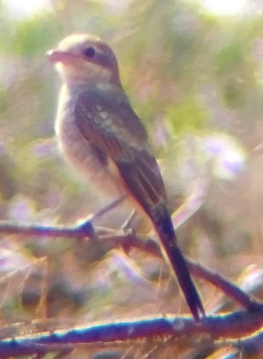 Woodchat Shrike - ML622156257