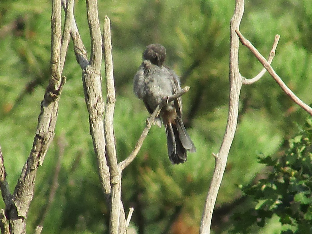 Gray Catbird - ML622156259