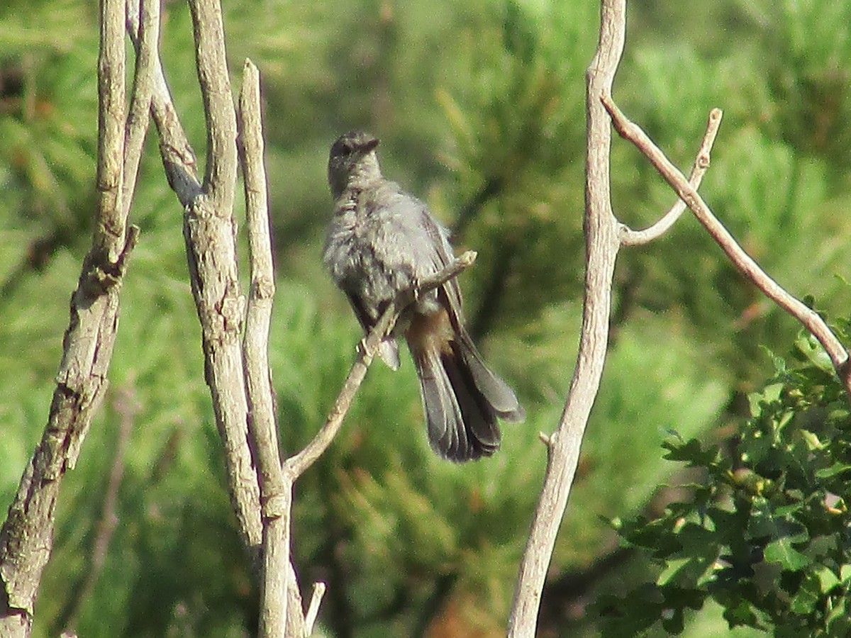 Gray Catbird - ML622156260