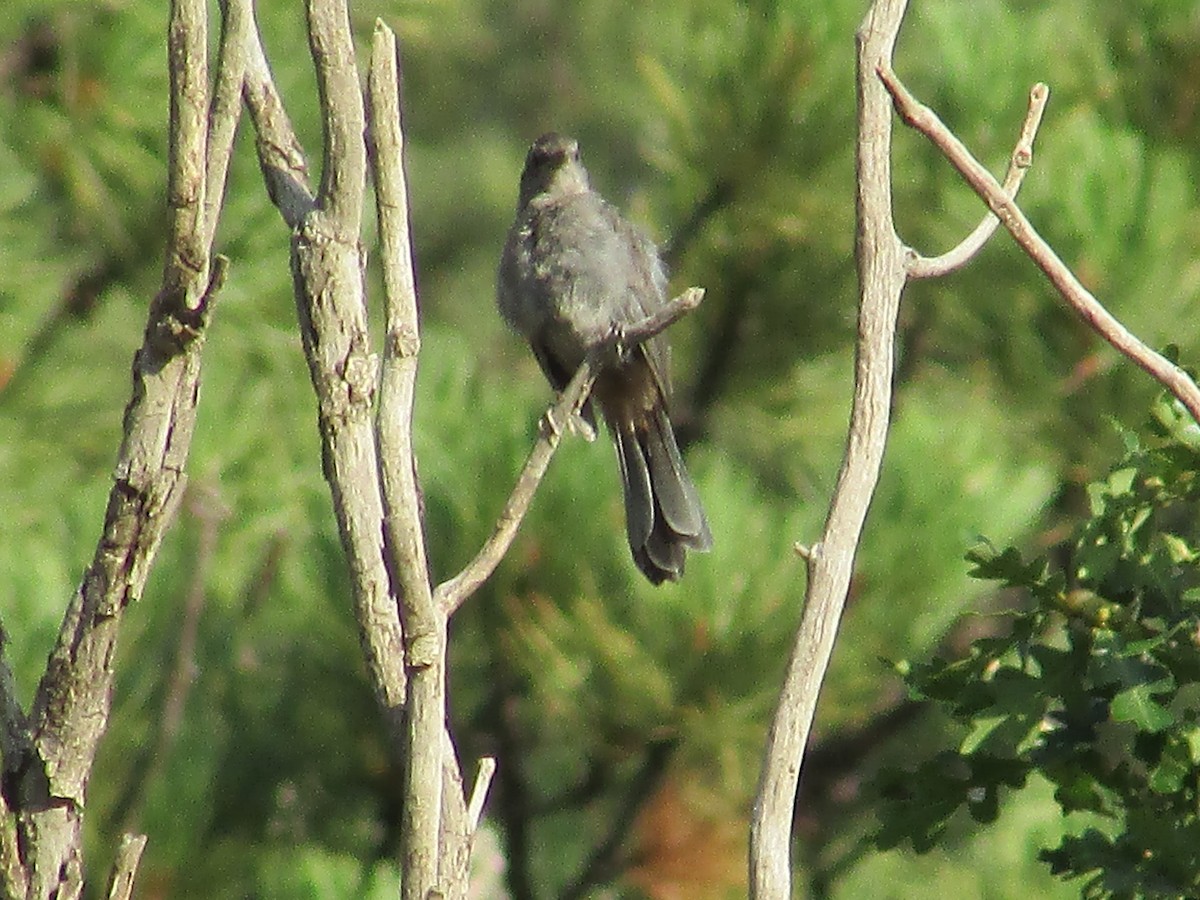 Gray Catbird - ML622156261