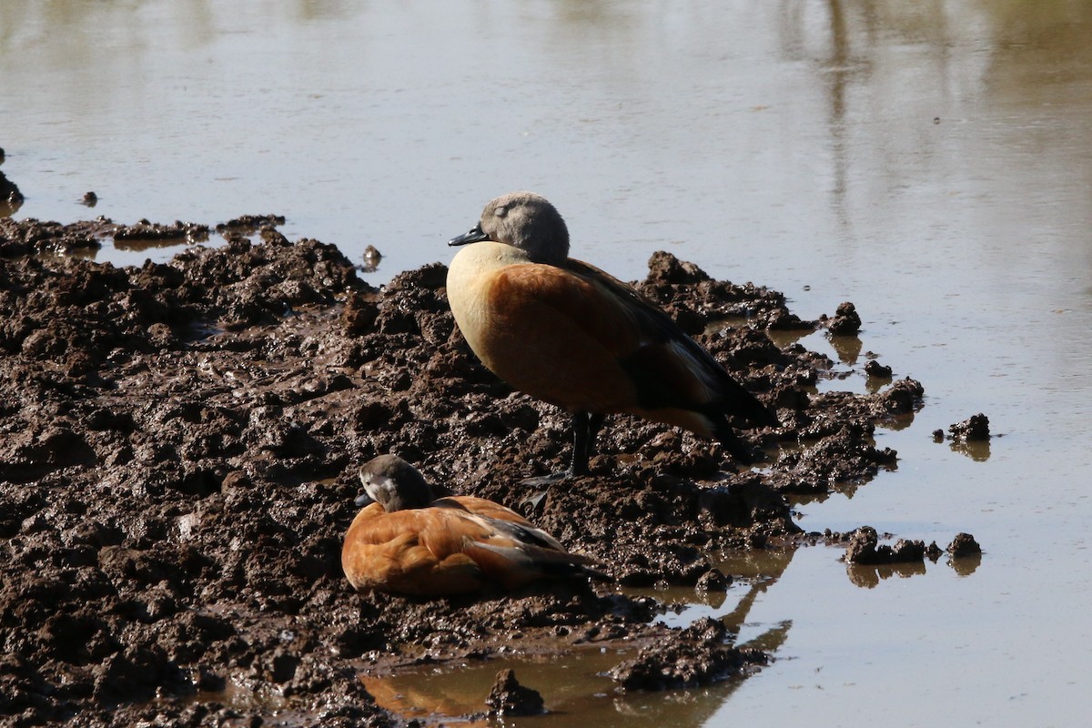 South African Shelduck - ML622156262