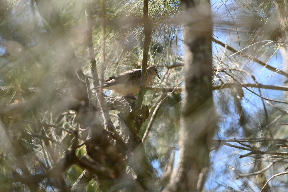 Spotted Dove - ML622156263