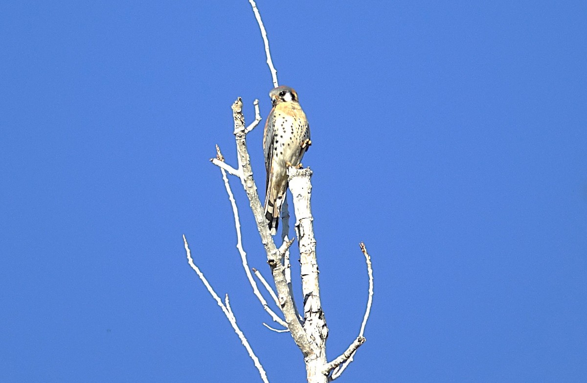 American Kestrel - ML622156264