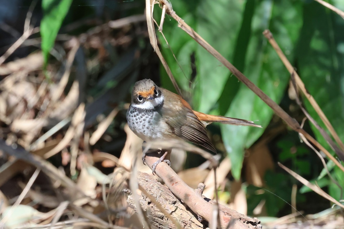 Australian Rufous Fantail - Dennis Devers