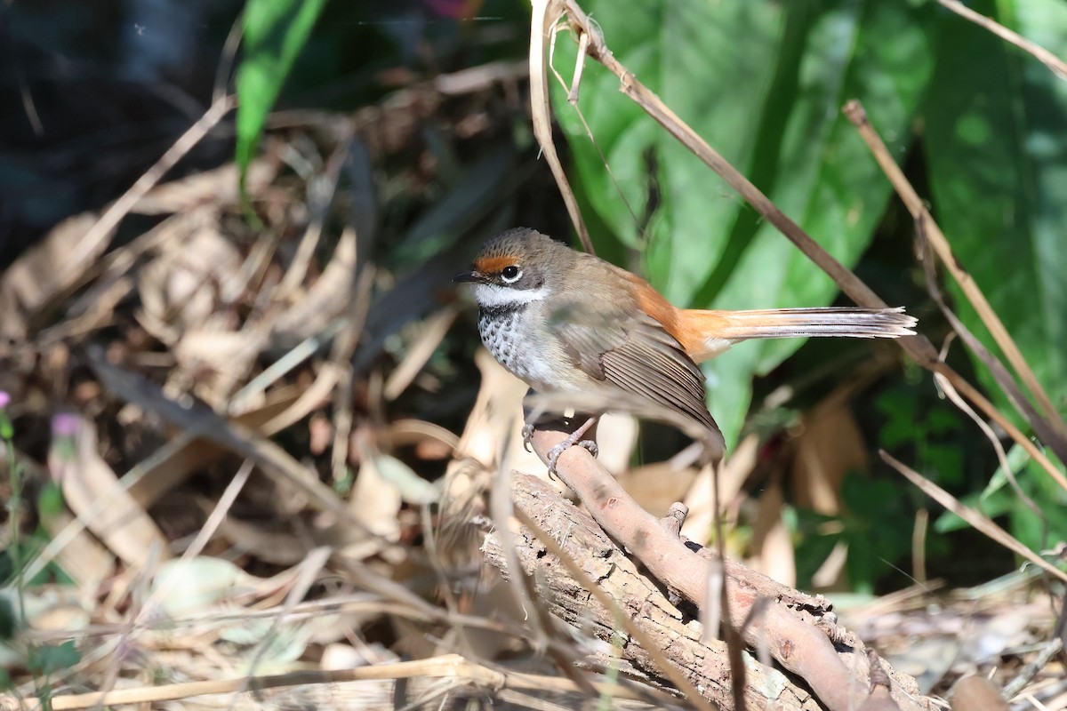 Australian Rufous Fantail - ML622156266