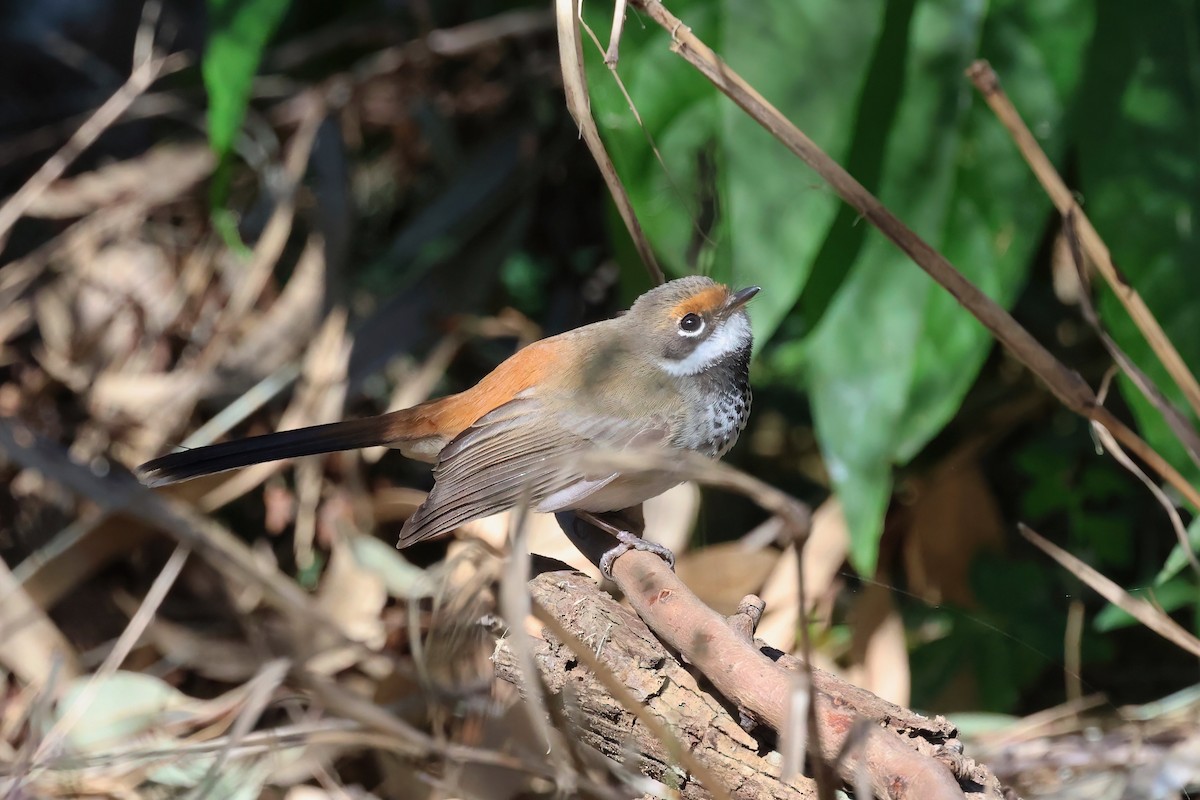 Australian Rufous Fantail - ML622156267