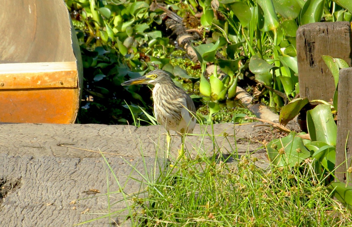 Chinese Pond-Heron - ML622156270