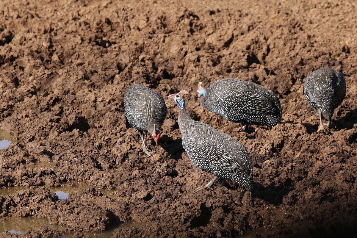 Helmeted Guineafowl - Wigbert Vogeley