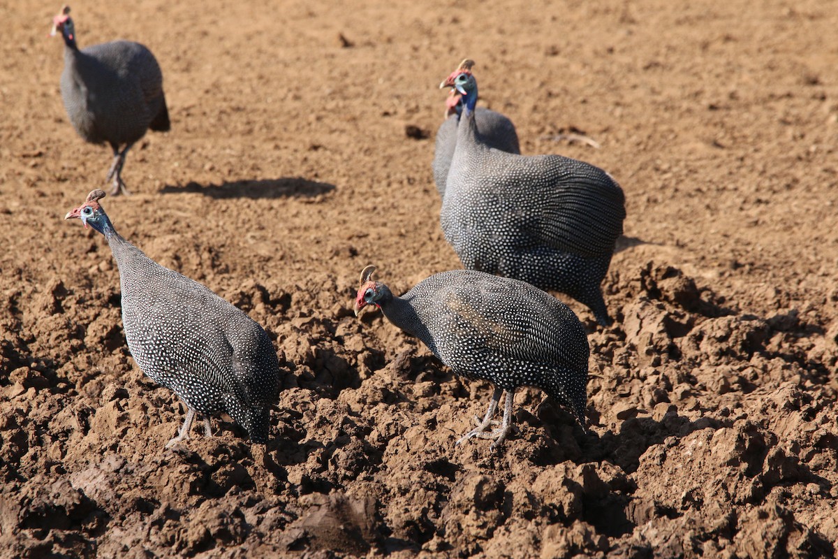 Helmeted Guineafowl - ML622156275