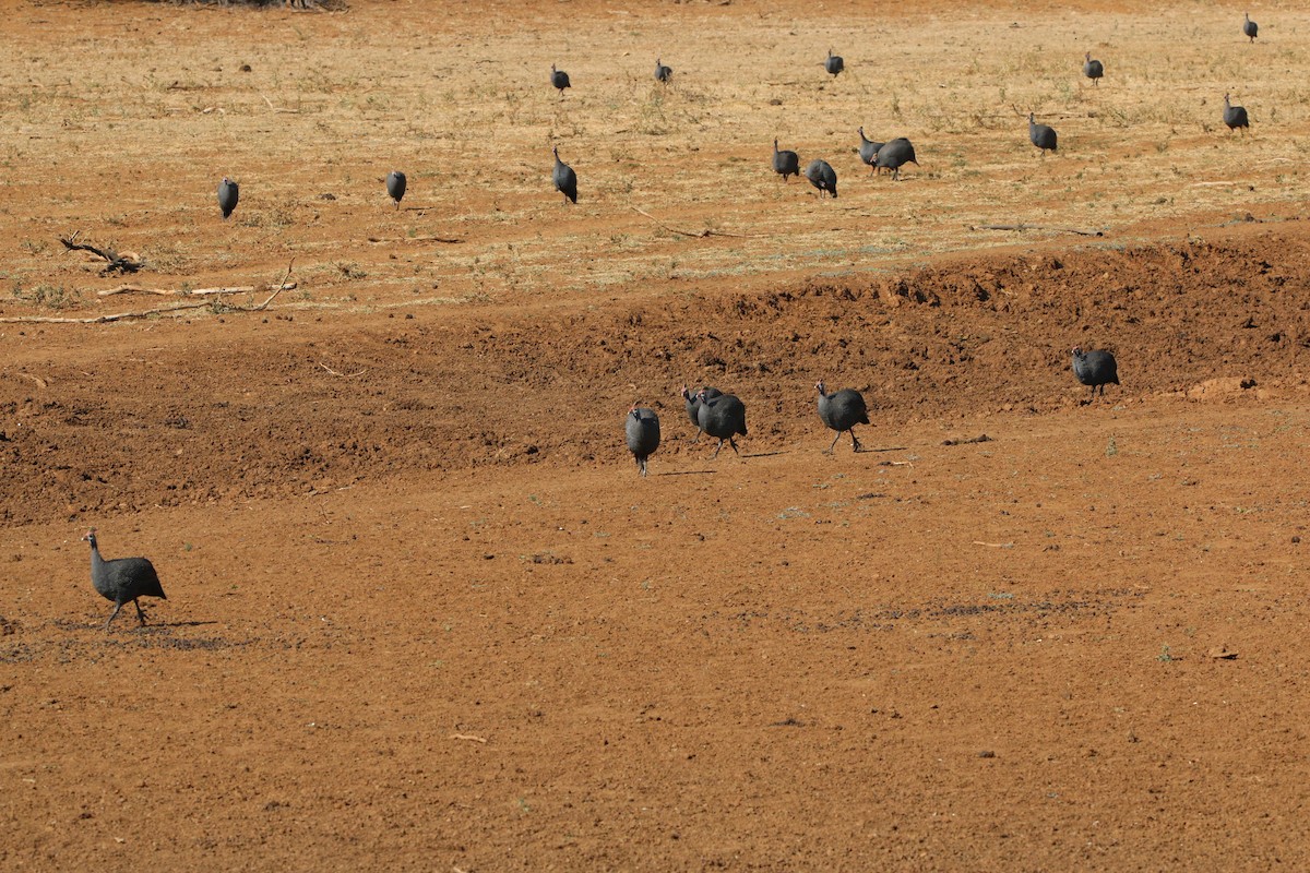 Helmeted Guineafowl - ML622156276