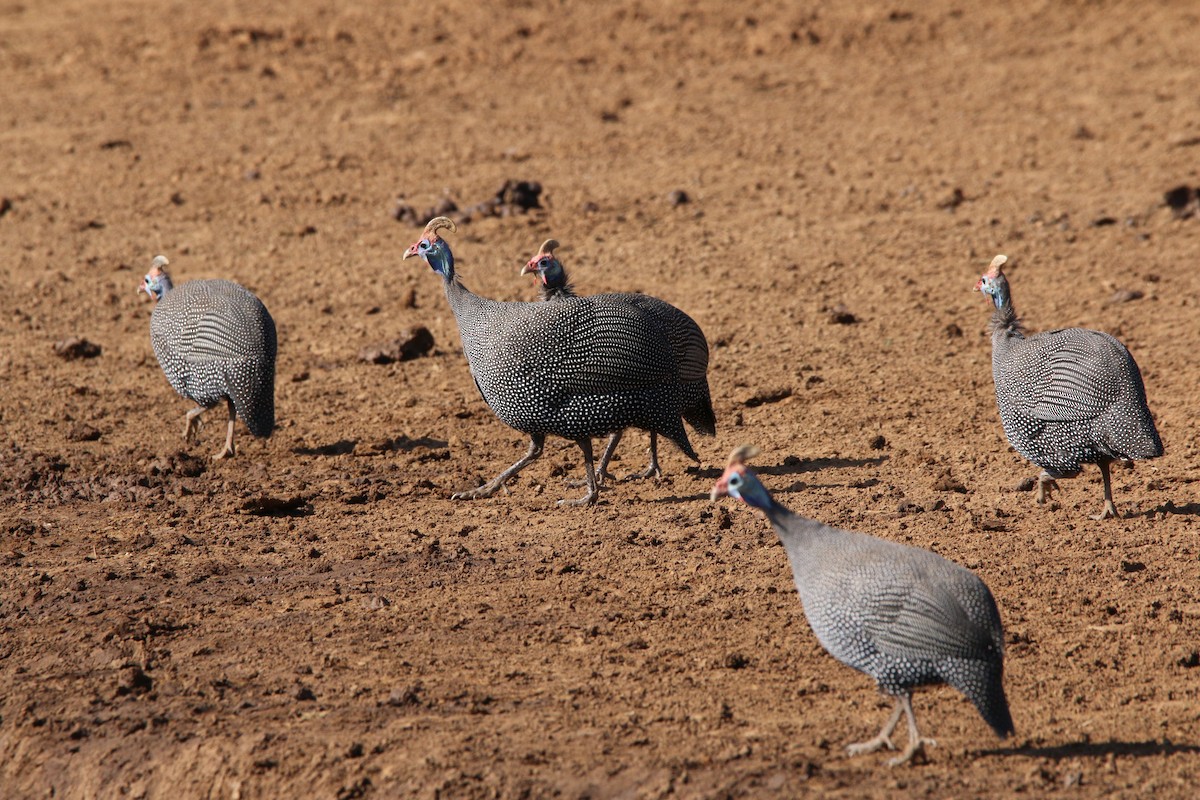 פנינית הקסדה - ML622156277