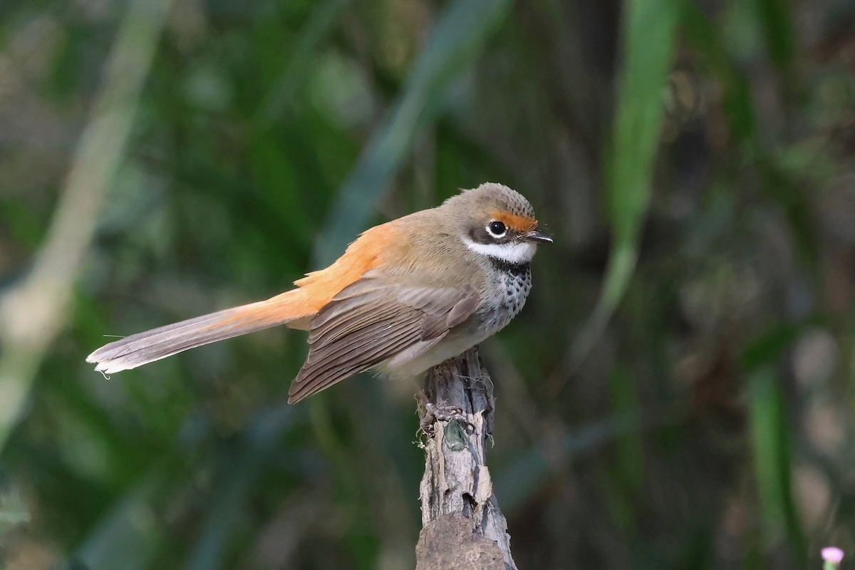 Australian Rufous Fantail - ML622156278