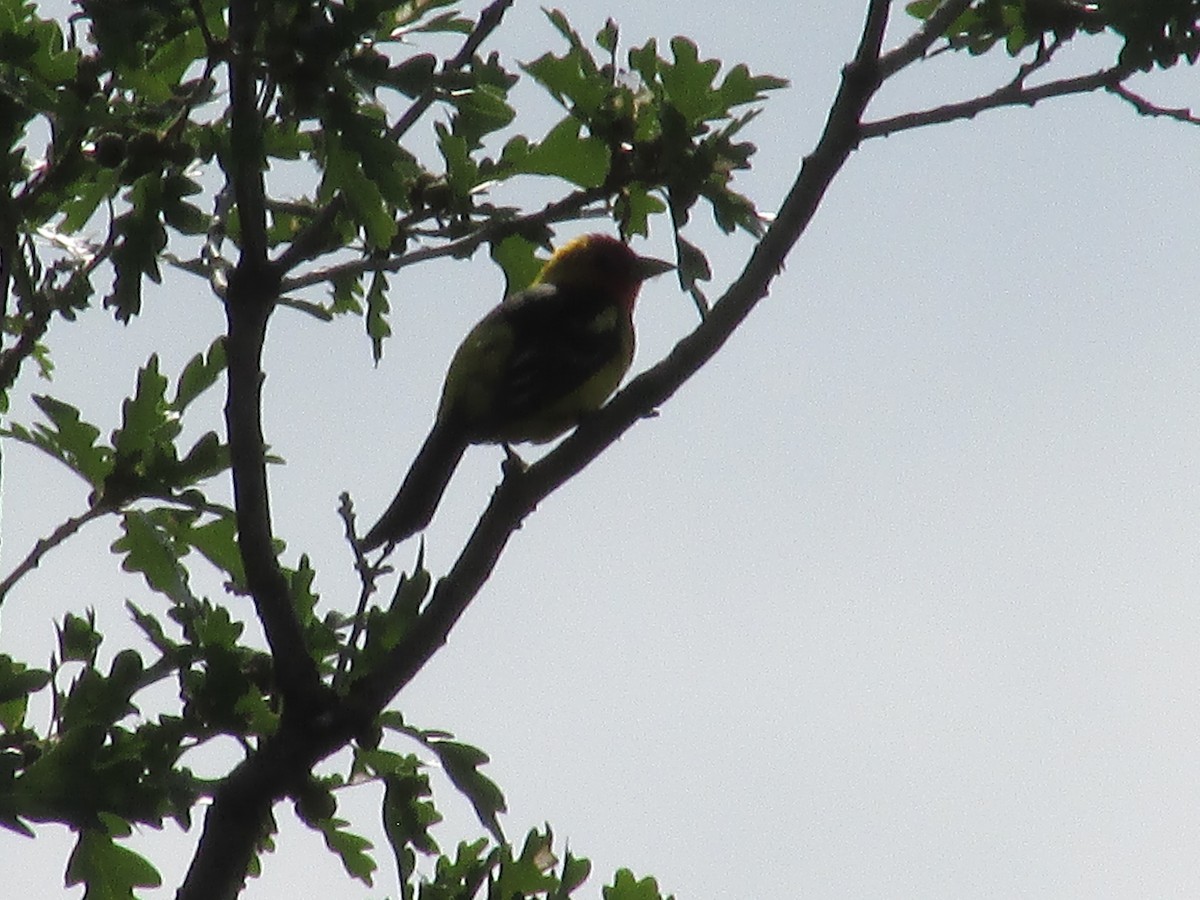 Western Tanager - Felice  Lyons