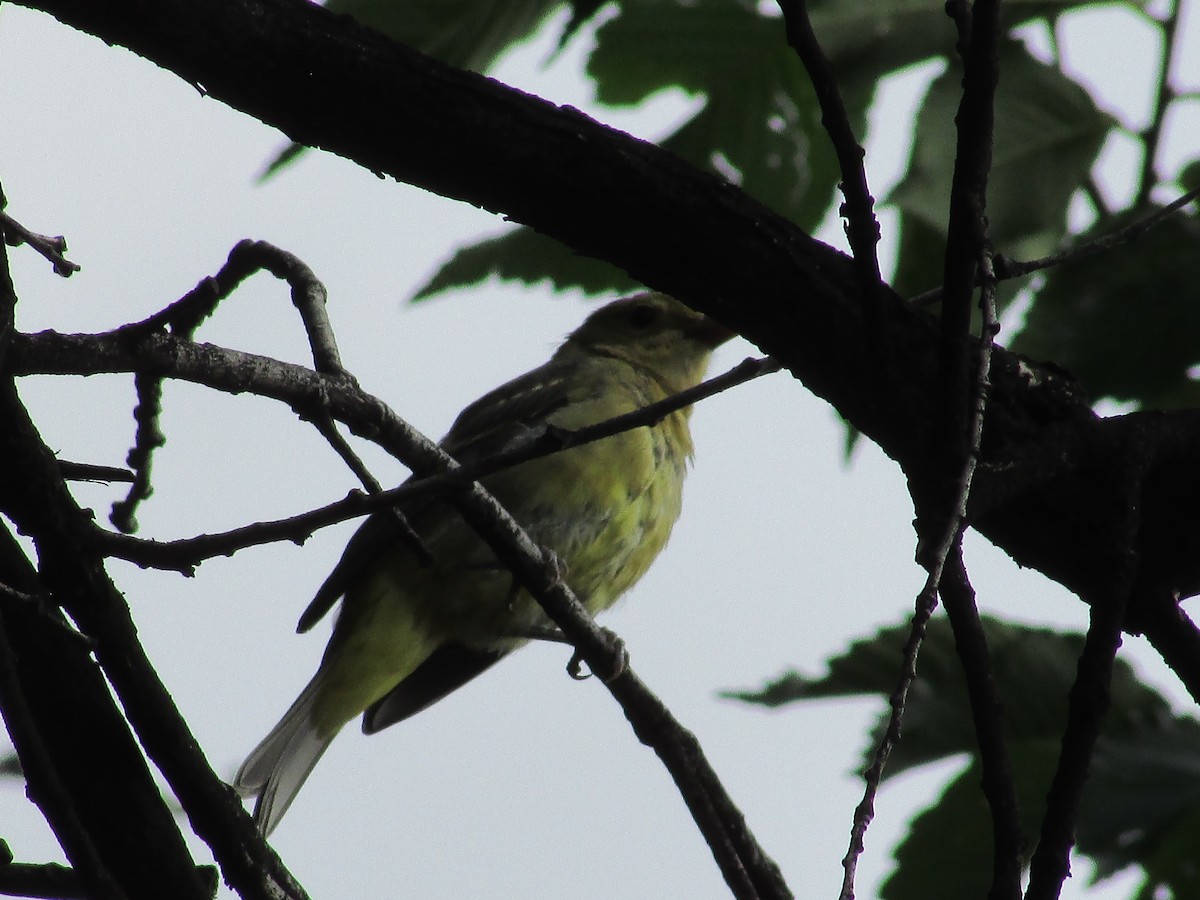 Western Tanager - ML622156281