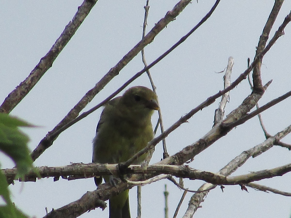 Western Tanager - Felice  Lyons