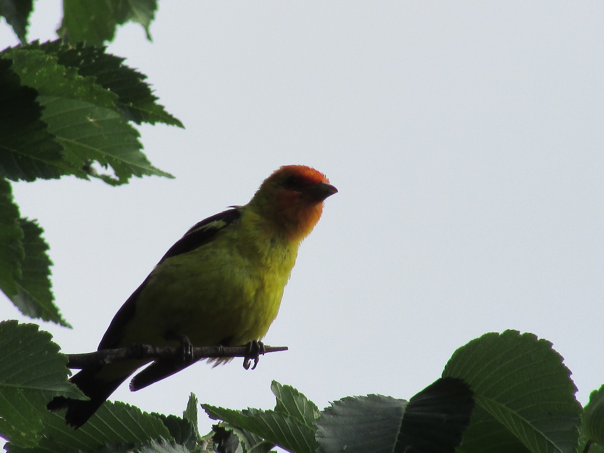 Western Tanager - ML622156283