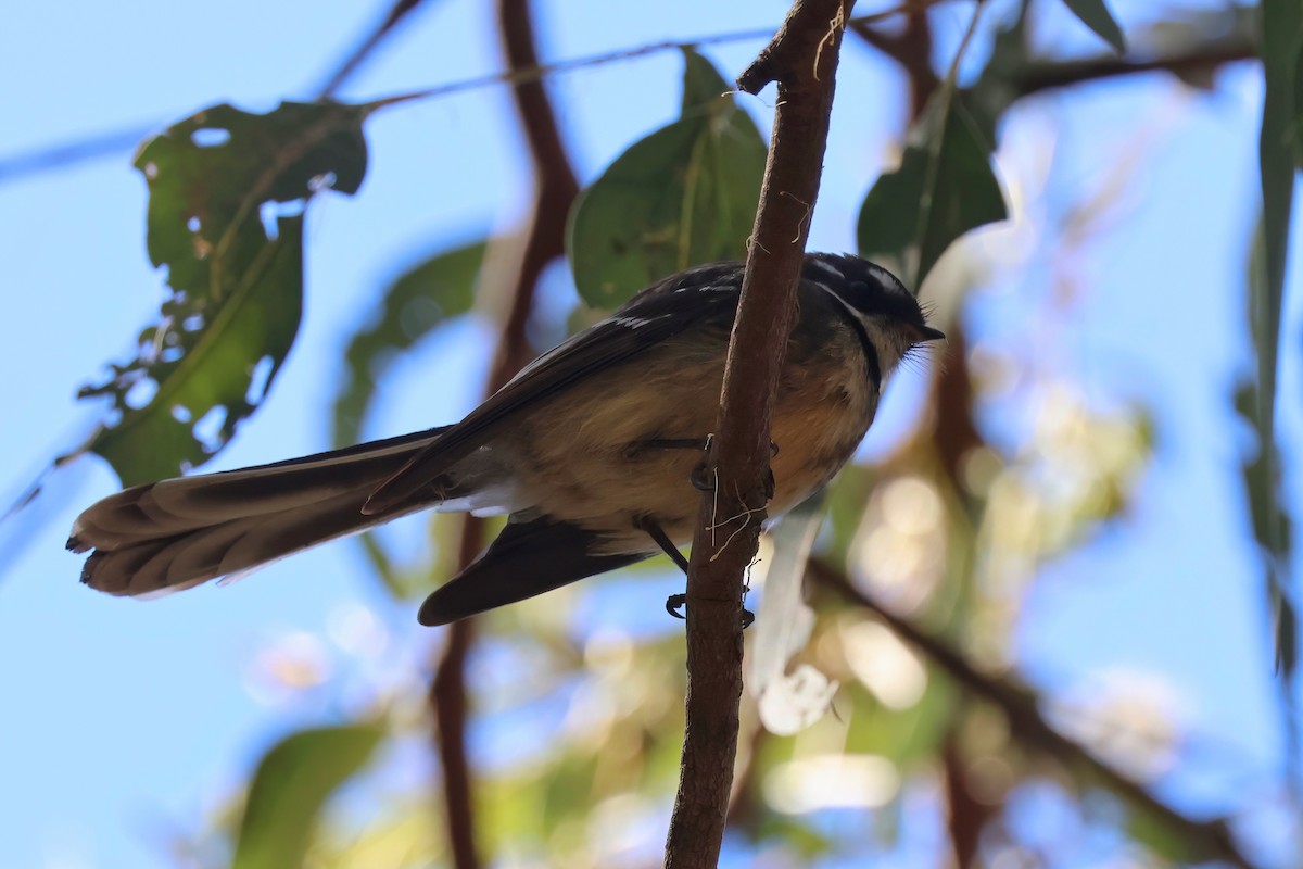 Gray Fantail - ML622156289