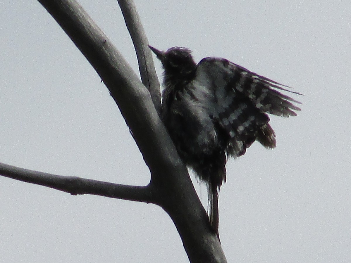 Downy Woodpecker - ML622156291