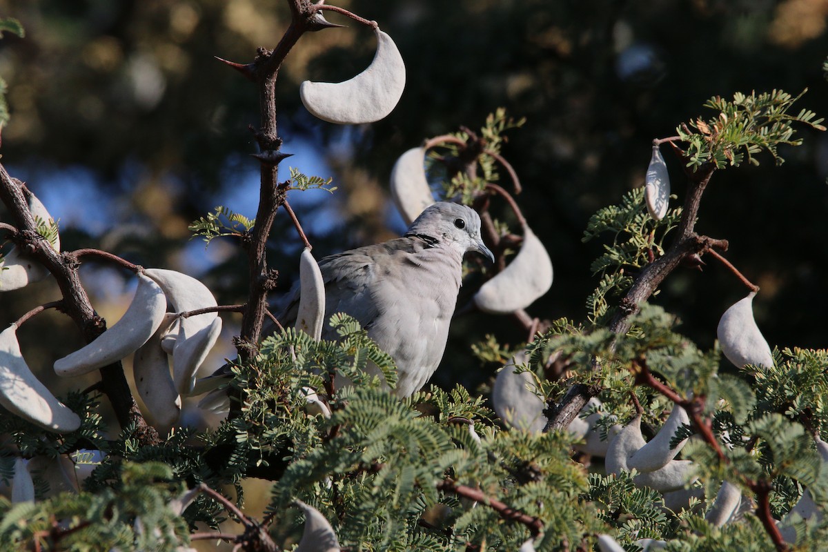 Ring-necked Dove - ML622156292