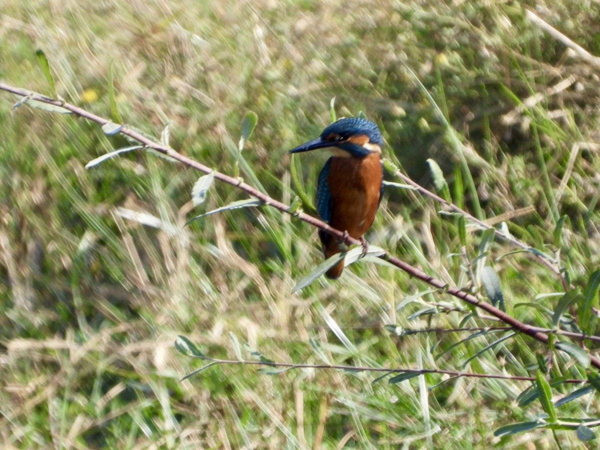 Common Kingfisher - Vicente Torres Gómez