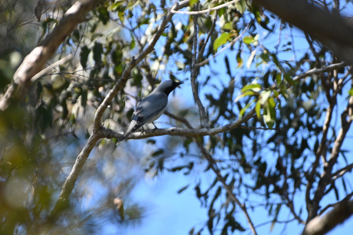 Black-faced Cuckooshrike - ML622156300