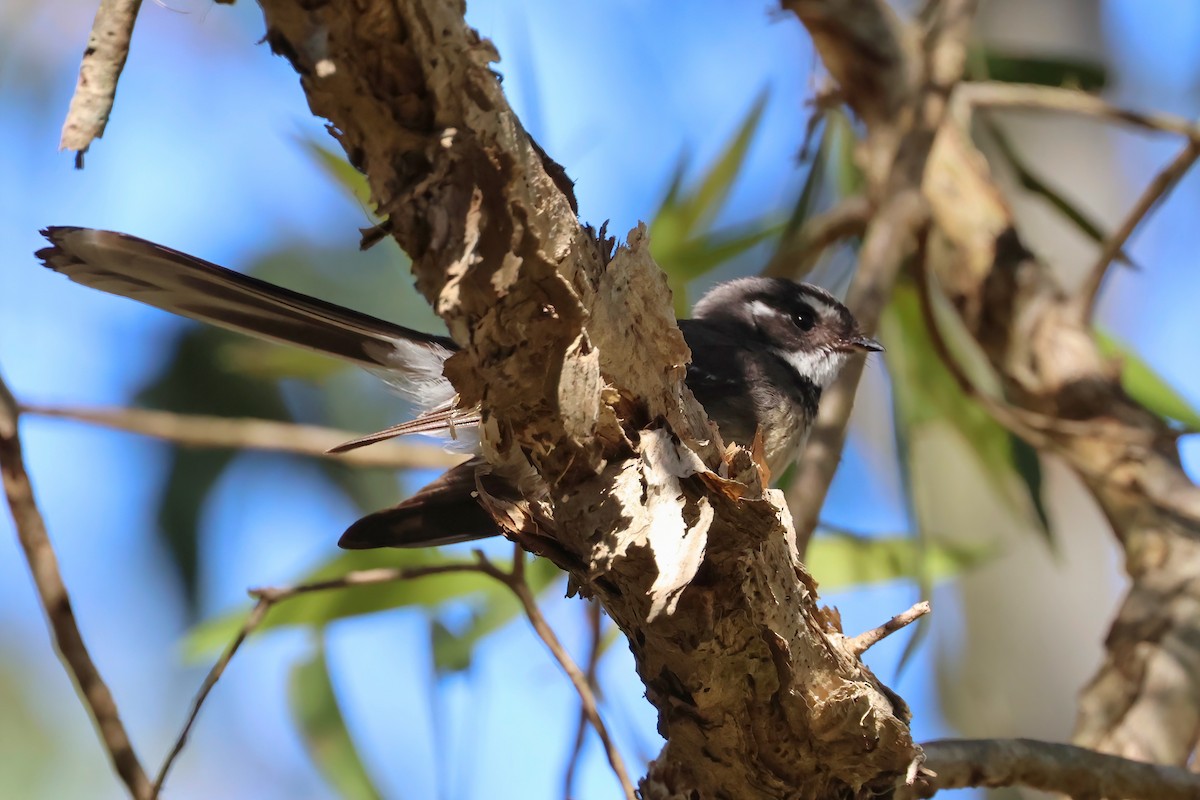 Gray Fantail - ML622156304