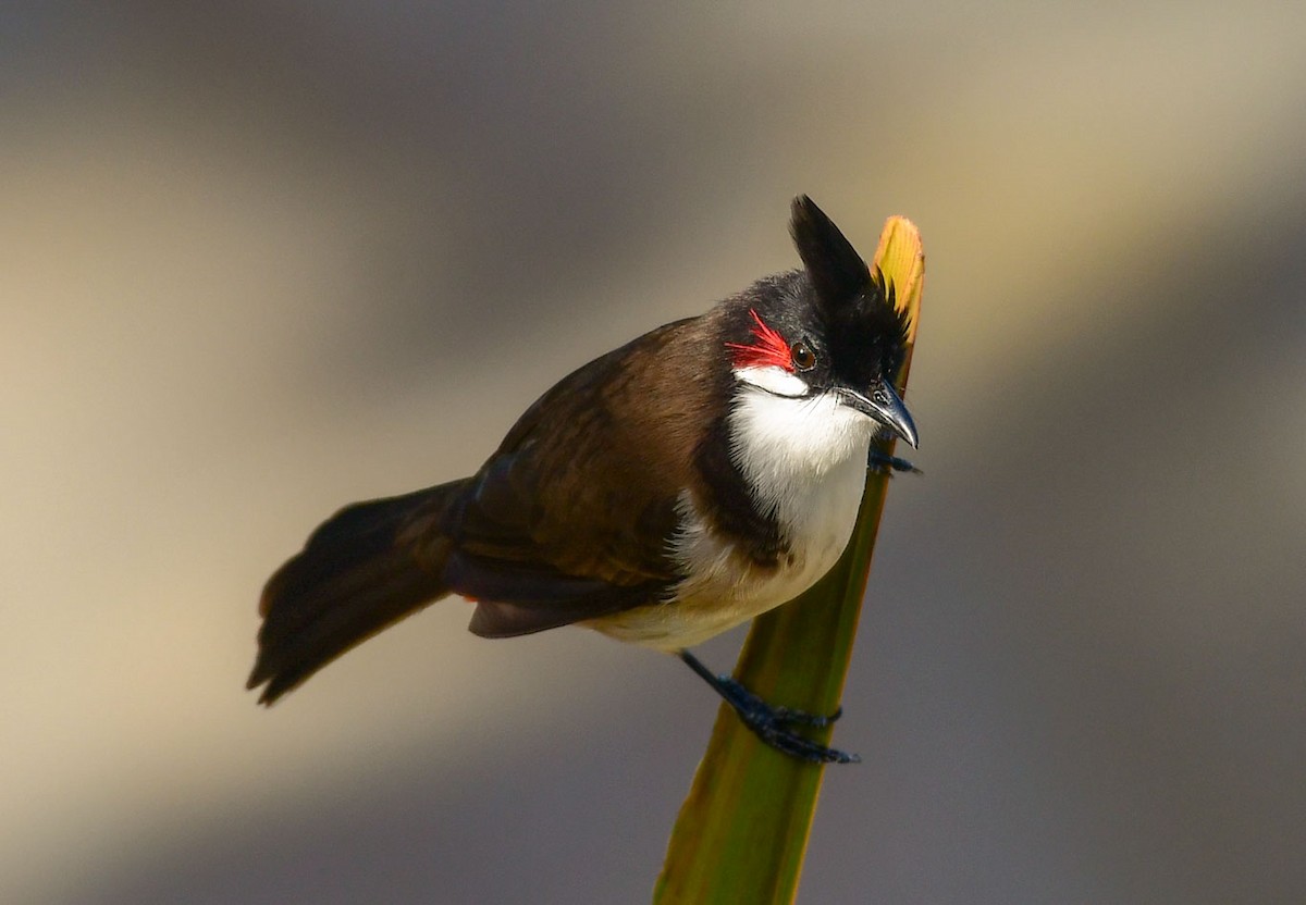 Red-whiskered Bulbul - ML622156306