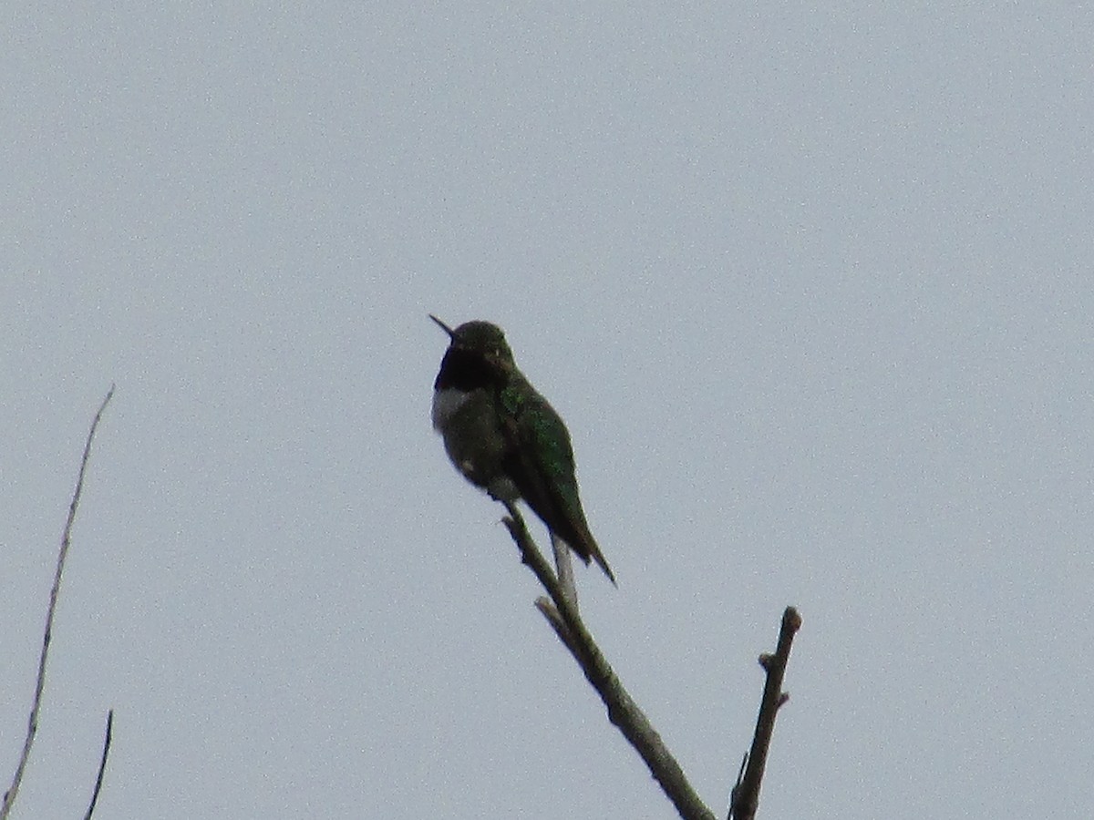 Black-chinned Hummingbird - ML622156307