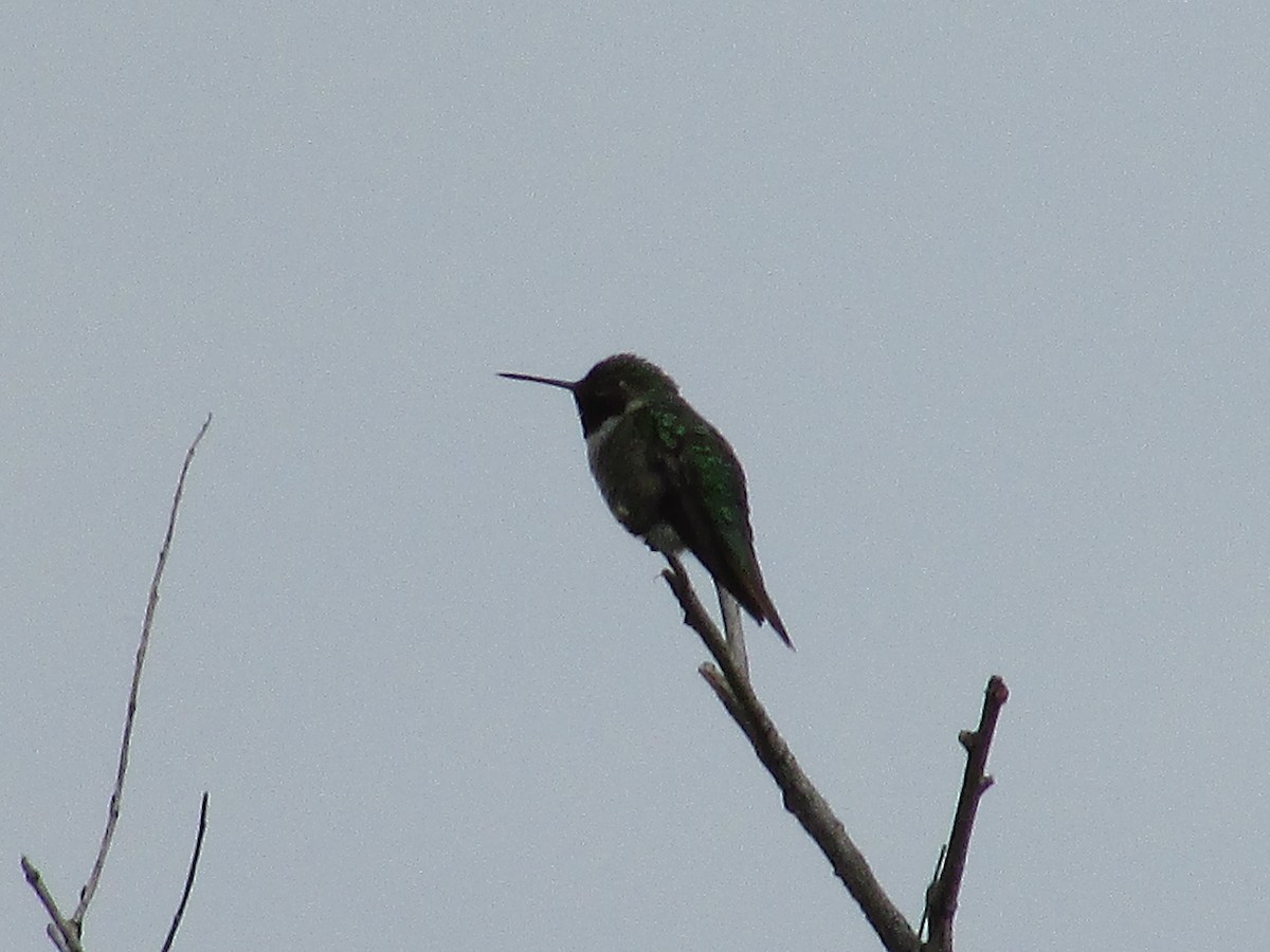 Black-chinned Hummingbird - ML622156308