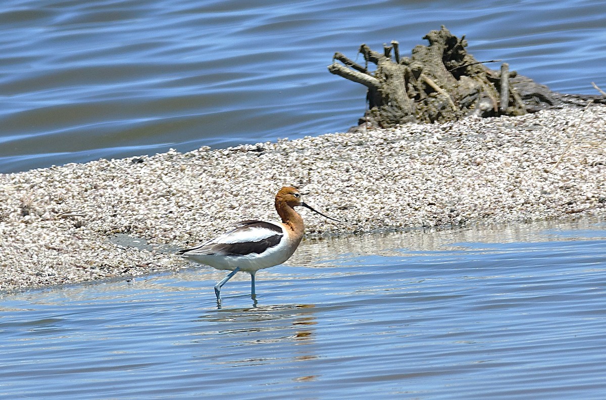 American Avocet - ML622156309