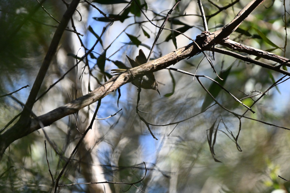 Brown Honeyeater - ML622156311